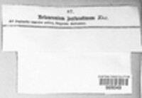 Juglanconis juglandina image